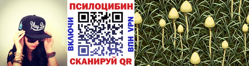 Псилоцибиновые грибы Psilocybine cubensis  Набережные Челны 